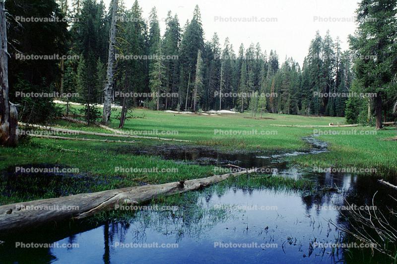 Meadow, Forest, Pond, Trees