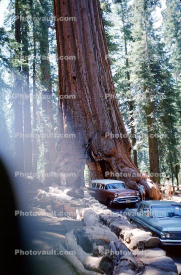 Forest, cars, Drive-Through Tree, Wawona Tunnel, Sequoia, 1960s