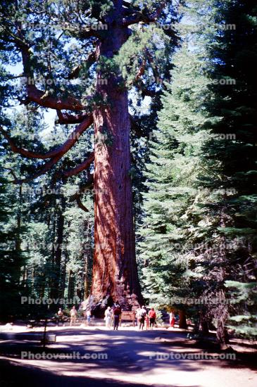 Grizzly Giant, Mariposa Grove, Sequoia Tree, Forest