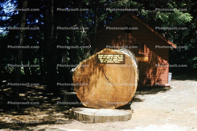 Sequoia Tree Cross Section, wood, tree rings