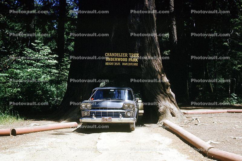 Chandelier Tree Underwood Park, Car-through-a-tree, Drive-Through Tree, Tunnel, 1960s