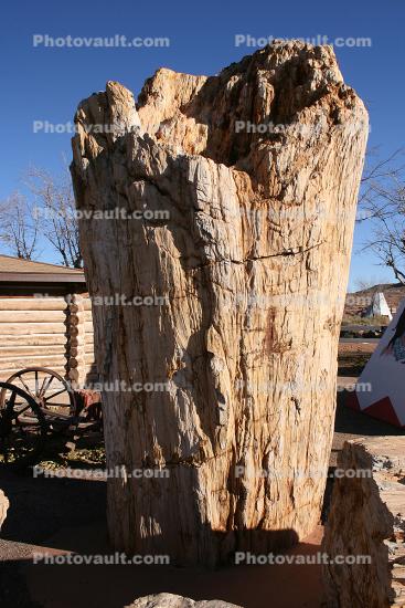 Petrified Tree Trunk