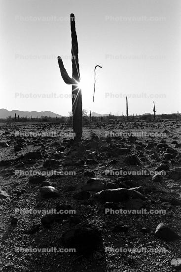 Mystical Snake Stick, Floating, Saguaro Cactus in a Rocky Desert