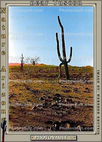 Saguaro Cactus in a Rocky Desert