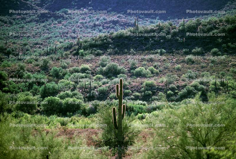 Desert Cactus scene