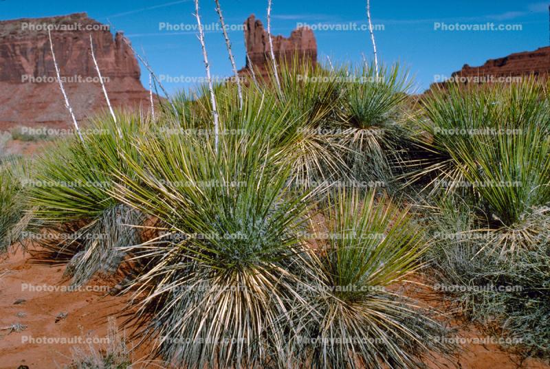 Yucca Plants in the Desert, Vegetation