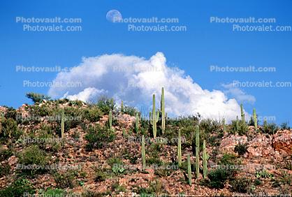 The Moon, A Cloud, Cactus Forest on a Hill