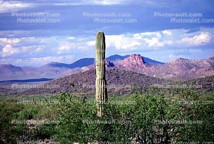 Lane Cactus, Mountains, Hills