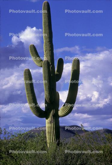 Lane Cactus
