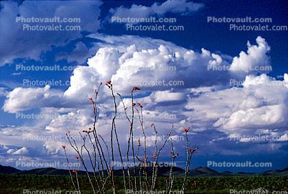 Ocotillo Cacts and Clouds