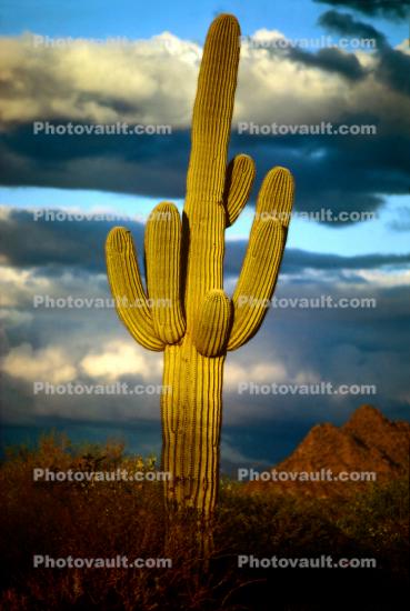 Saguaro Cactus in the Sunset Light