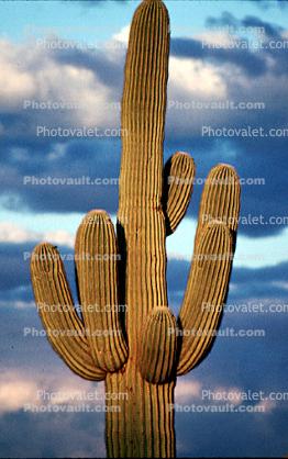 Lone Cactus in the Desert Sun