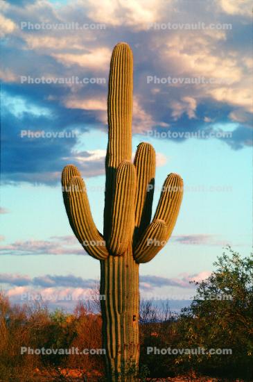 Saguaro Cactus in the Sunset Light, Clouds, Pima County
