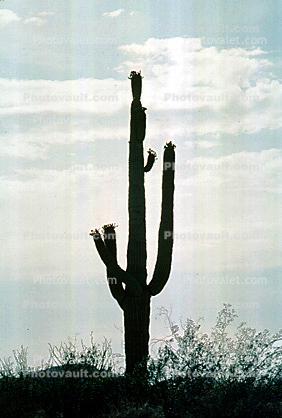 Lone Cactus