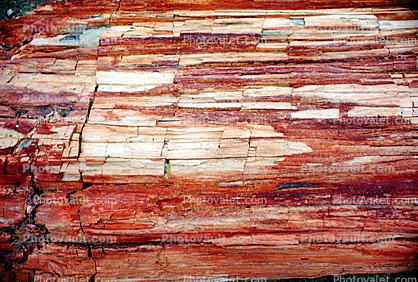Long Logs Trail, wood texture