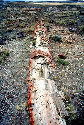 Long Logs Trail, Petrified Tree debris