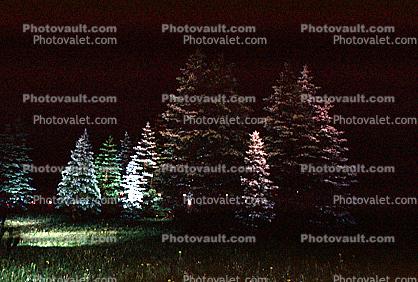 Pine Trees in the night
