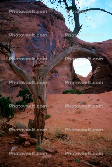 arch, rock, tree