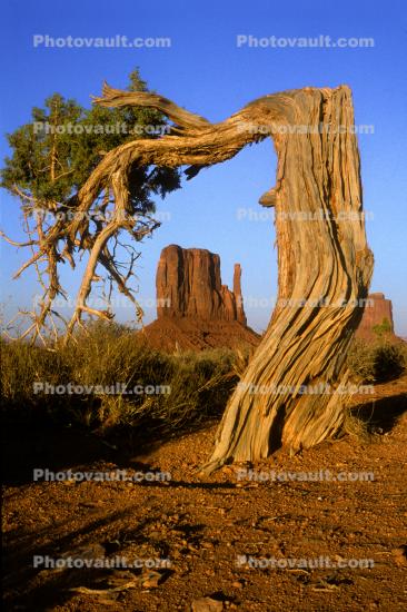 Bent Tree, Butte, Monument Valley