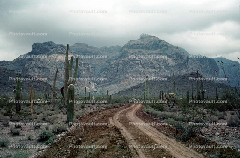 Dirt Road, Mountain, Cactus, unpaved