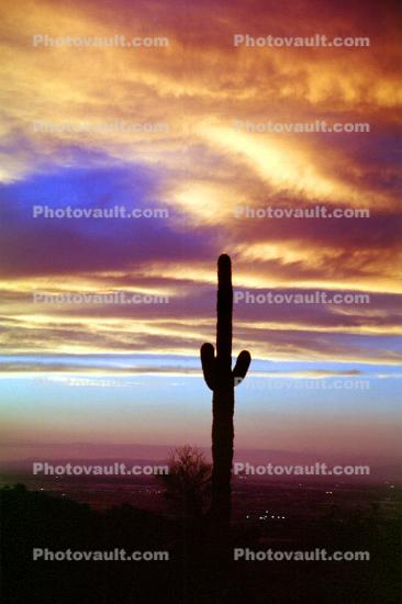 sunset cactus