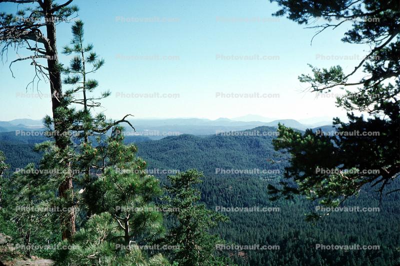 Sitgreaves National Forest
