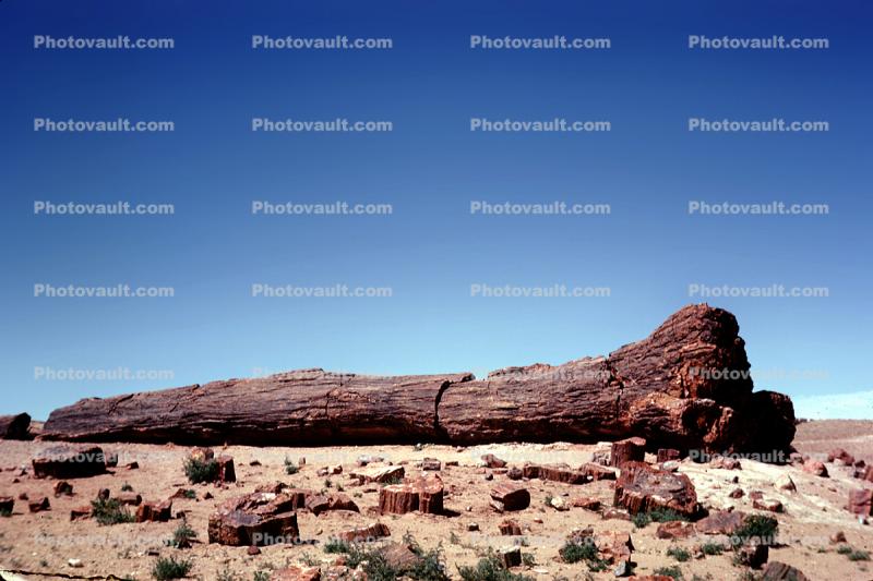 Petrified Wood, Log, Tree