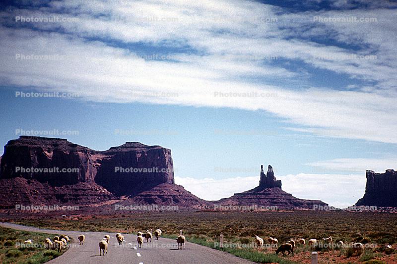 Sheep, Monument Valley, geologic feature, butte