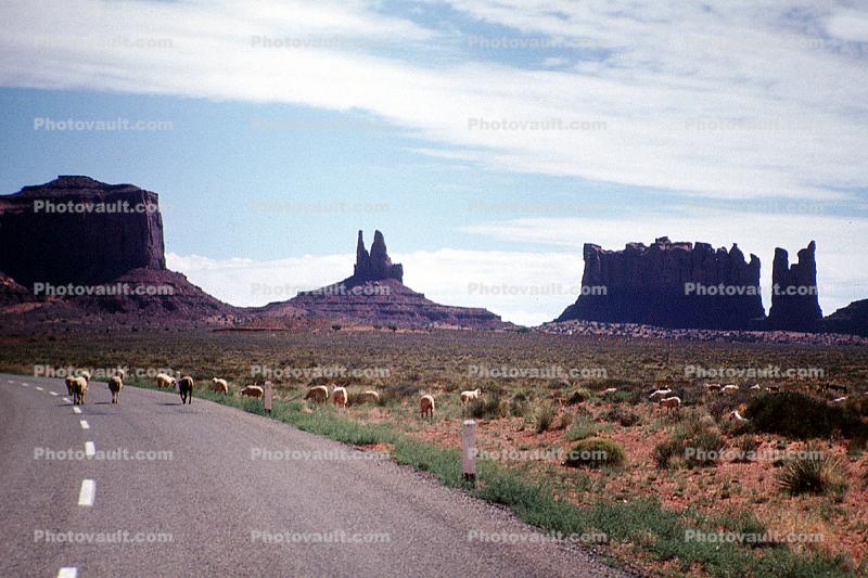 Sheep, Monument Valley, geologic feature, butte, mesa