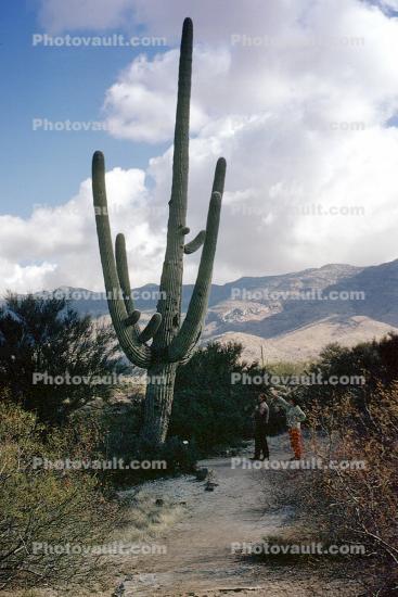 Saguaro Cactus, Desert