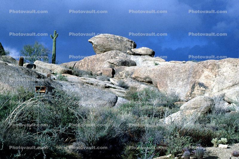 Rocks, Cactus, Bush
