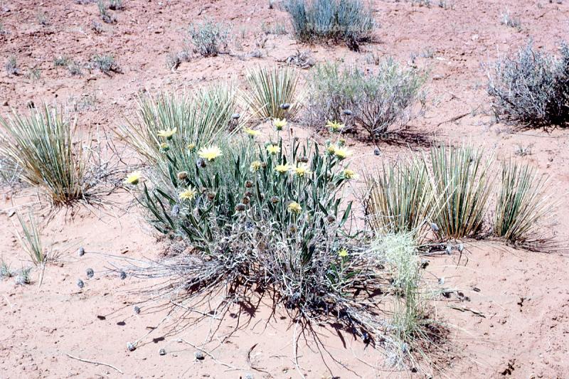 Desert Plant, Flowers