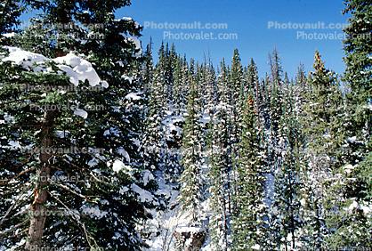 Trees, snow, cold, steep