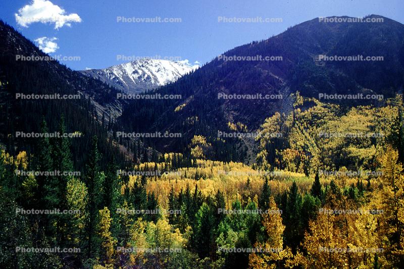 Aspen Trees, Mountain, Hills, Forest, Woodlands, Trees, Woodland, Fall Colors, Autumn, Vegetation, Flora, Plants, Colorful, Woods, Exterior, Outdoors, Outside