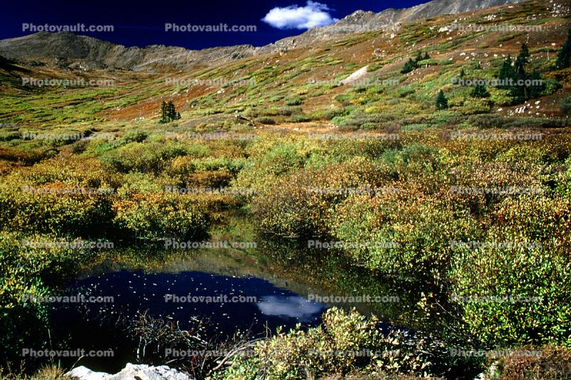Mountain, Fall Colors, Autumn, Vegetation, Flora, Plants, Colorful, Exterior, Outdoors, Outside