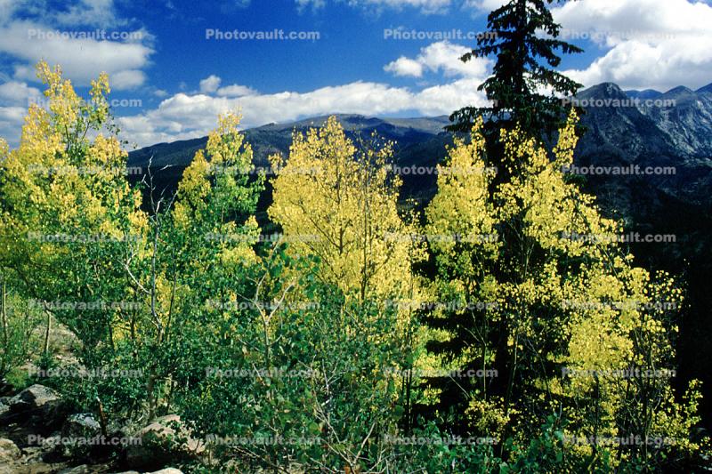 Aspen Trees, Mountain, Forest, Trees, Woodland, Fall Colors, Autumn, Vegetation, Flora, Plants, Colorful, Woods, Exterior, Outdoors, Outside