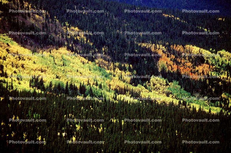 Mountain, Forest, Trees, Woodland, Fall Colors, Autumn, Vegetation, Flora, Plants, Colorful, Woods, Exterior, Outdoors, Outside