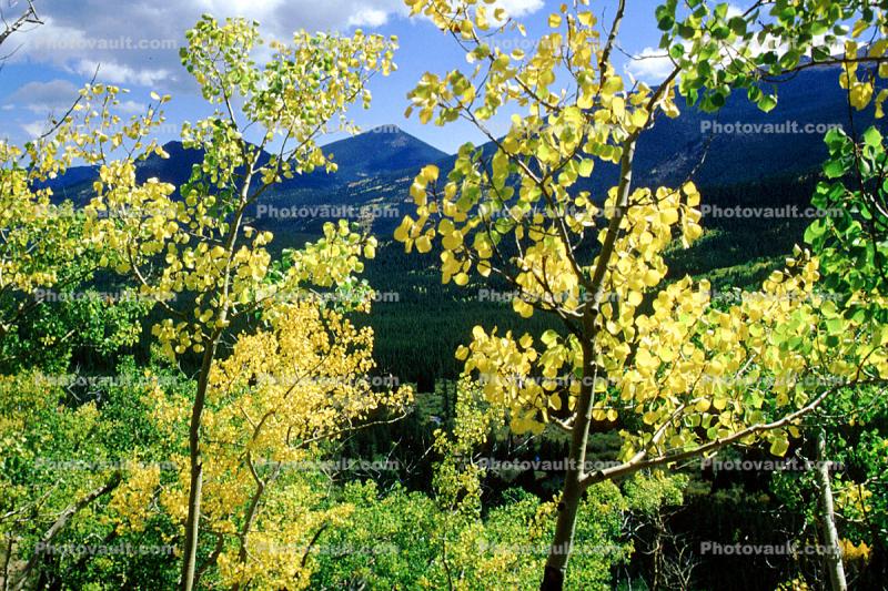Aspen Trees, Mountain, Forest, Woodland, Fall Colors, Autumn, Vegetation, Flora, Plants, Colorful, Woods, Exterior, Outdoors, Outside