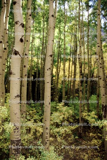 Aspen Trees, Woodland