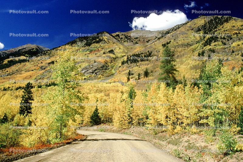 Dirt Road, Mountain, Forest, Aspen Trees, Woodland, unpaved, autumn