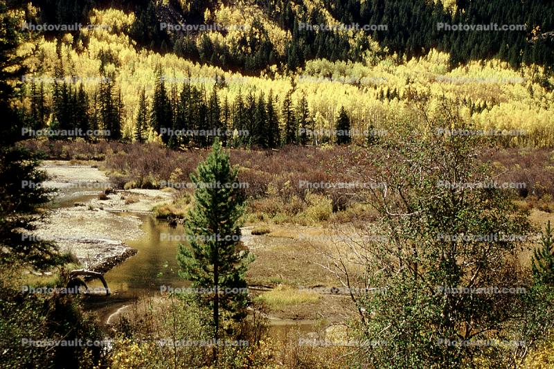 Mountain, Forest, Trees, Woodland, Fall Colors, Autumn, Vegetation, Flora, Plants, Colorful, Woods, Exterior, Outdoors, Outside