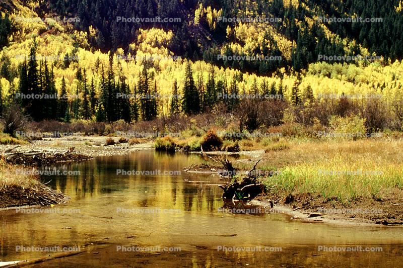 Lake, River, bucolic, Mountain, Forest, Aspen Trees, Woodland, autumn, water