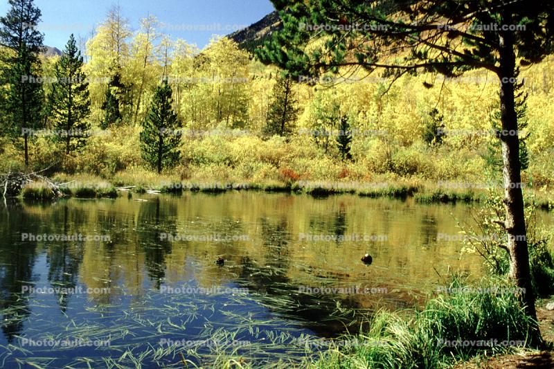 Mountain, Forest, Trees, Woodland, Lake, Reflections, Pond, Fall Colors, Autumn