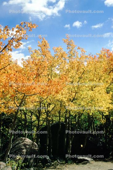 Fall Colors, Autumn, Trees, Vegetation, Flora, Plants, Colorful, Beautiful, Magical, Woods, Forest, Exterior, Outdoors, Outside, Bucolic, Rural, peaceful