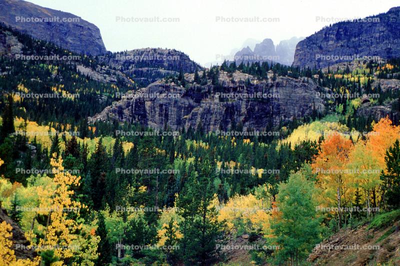 Mountain, Forest, Aspen Trees, Woodland, autumn