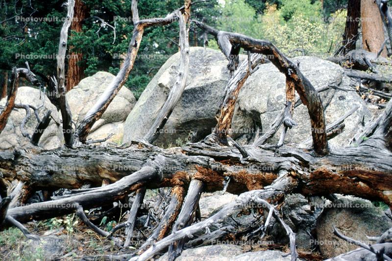 fallen tree, Stone, Boulders, decay