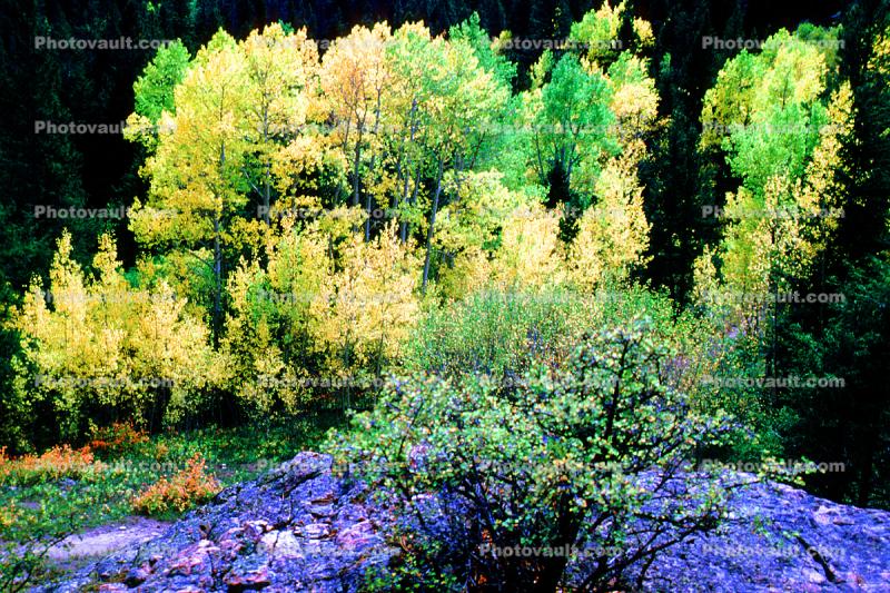 Mountain, Forest, Aspen Trees, Woodland Portfolio, Woodland, hills, mountains, autumn