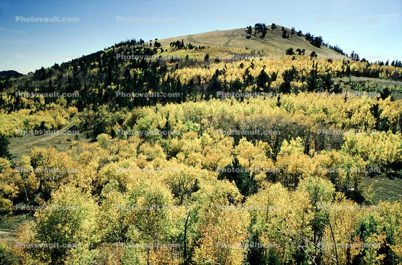 Mountain, Forest, Aspen Trees, Woodland, hills, mountains, autumn