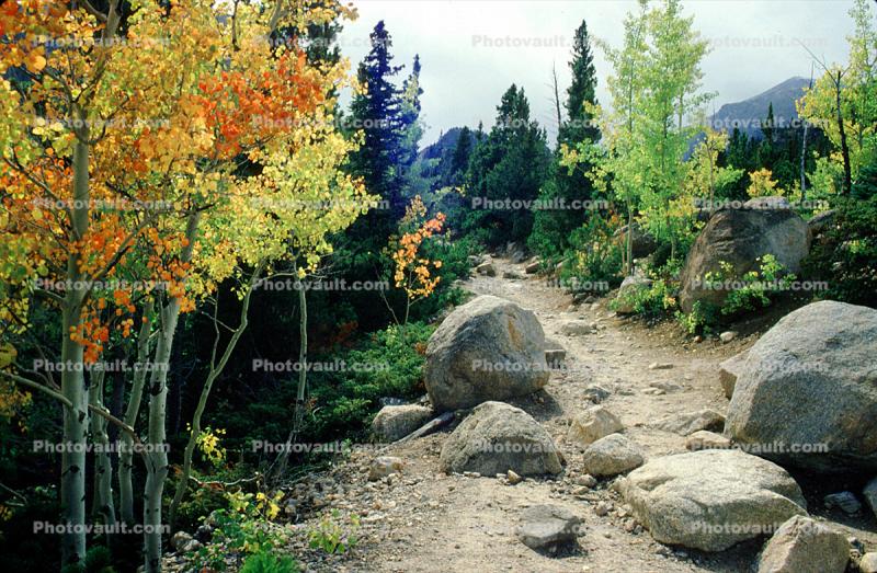 Path, Boulders, Rocks, Forest, Aspen Trees, Woodland, autumn, Equanimity