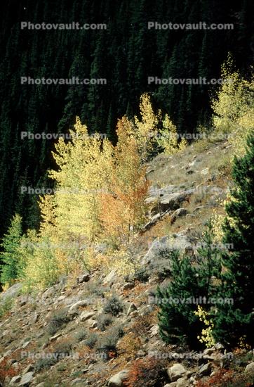 Fall colors, Autumn, ASpen Trees, Vegetation, Flora, Plants, Colorful, Woods, Forest, Exterior, Outdoors, Outside, Rural, peaceful